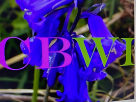 Christchurch Belles WI